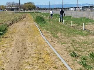 Planting trees and shrubs